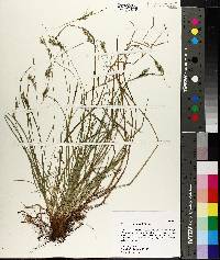 Carex breviculmis image