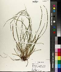 Carex basiantha image