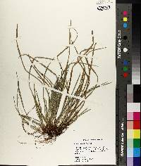 Carex basiantha image