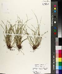 Carex basiantha image