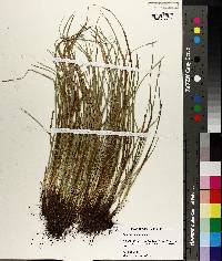Carex basiantha image