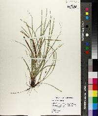 Carex basiantha image