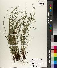 Carex basiantha image