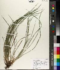 Carex basiantha image