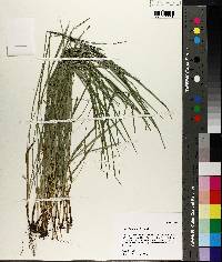 Carex basiantha image