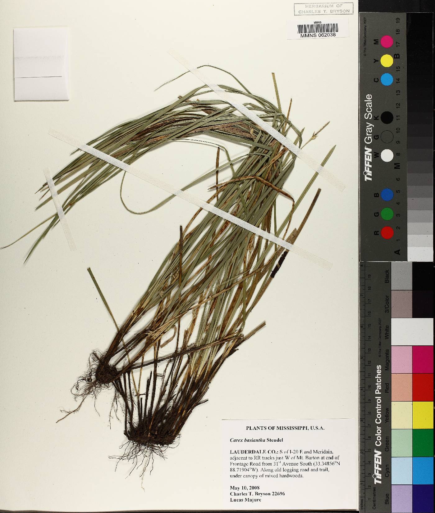 Carex basiantha image