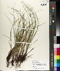 Carex basiantha image