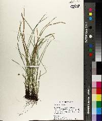 Carex basiantha image