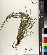 Carex basiantha image