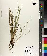 Carex basiantha image