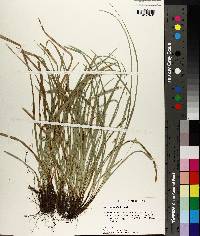 Carex basiantha image