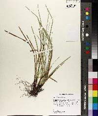 Carex basiantha image