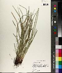 Carex basiantha image