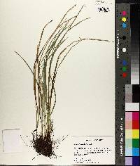 Carex basiantha image