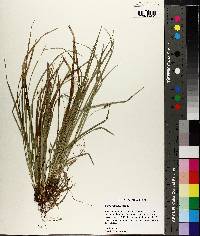 Carex basiantha image