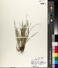 Carex basiantha image