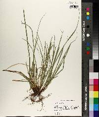 Carex basiantha image