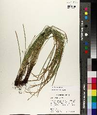 Carex basiantha image