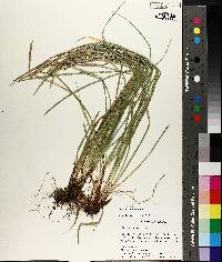 Carex basiantha image