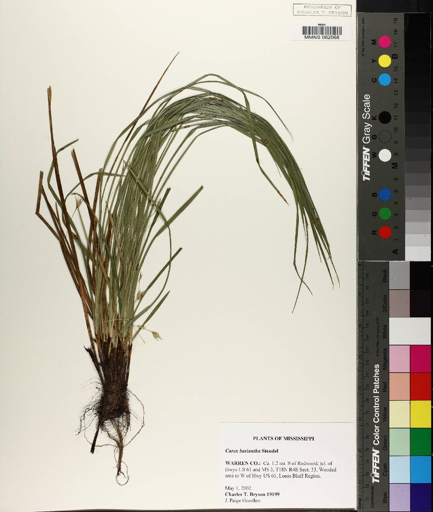 Carex basiantha image