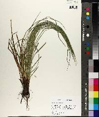 Carex basiantha image