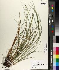 Carex basiantha image