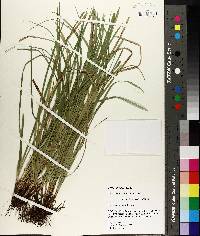 Carex basiantha image