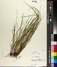 Carex basiantha image