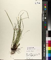 Carex basiantha image