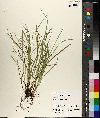 Carex basiantha image