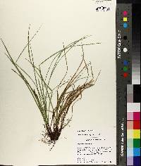 Carex basiantha image