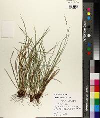 Carex basiantha image