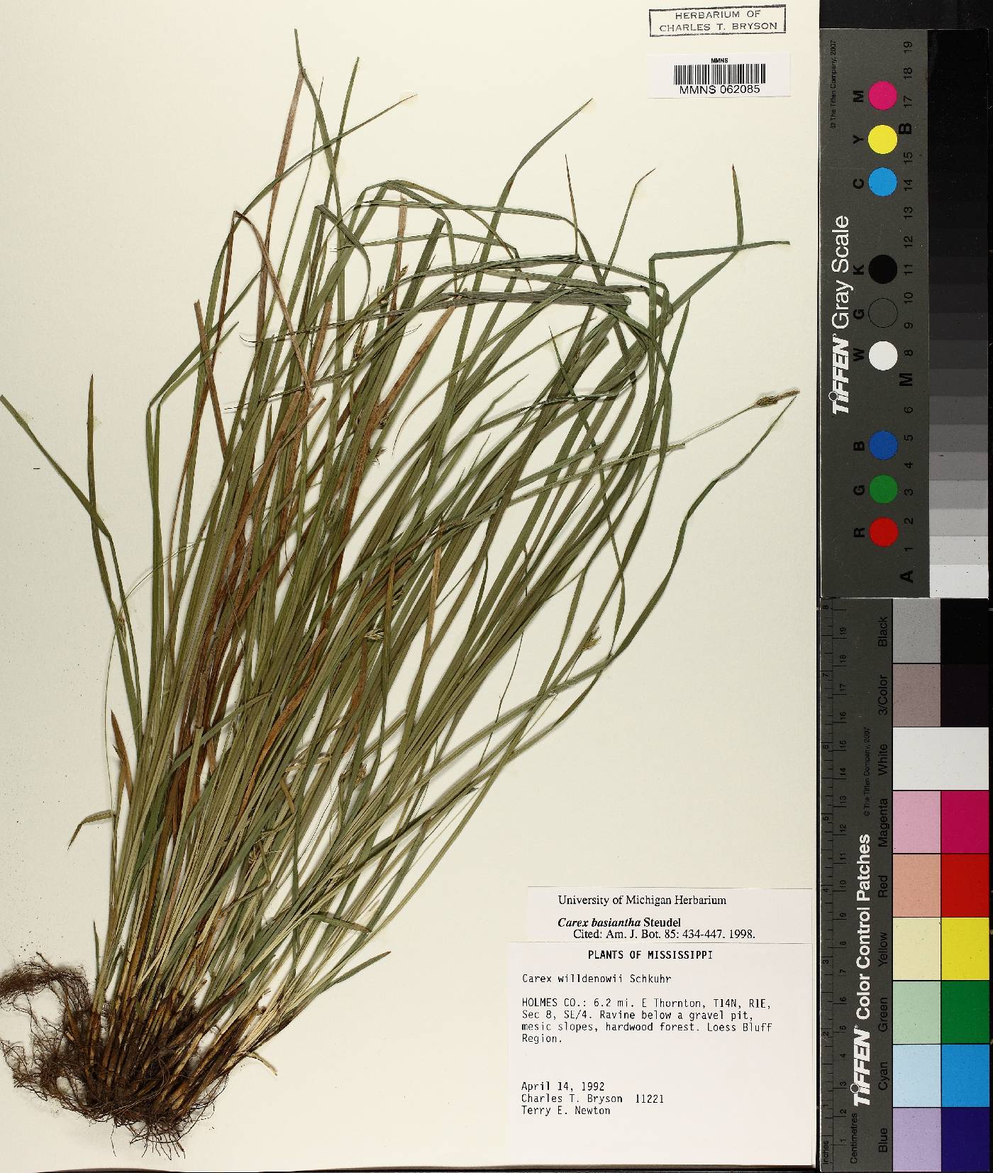 Carex basiantha image