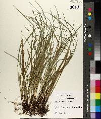 Carex basiantha image