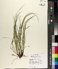 Carex basiantha image