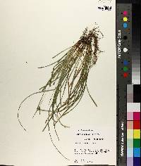 Carex basiantha image