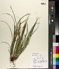 Carex basiantha image