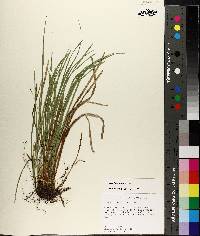 Carex basiantha image