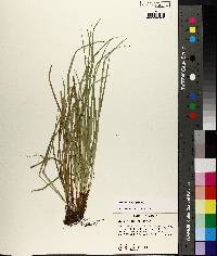 Carex basiantha image