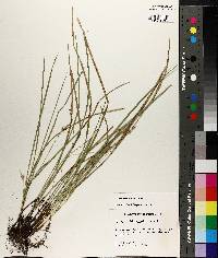 Carex basiantha image