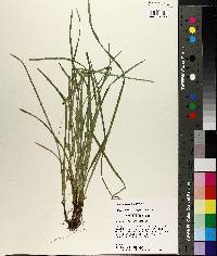 Carex basiantha image