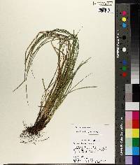 Carex basiantha image