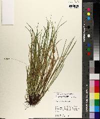 Carex basiantha image