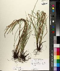 Carex basiantha image