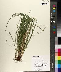 Carex basiantha image