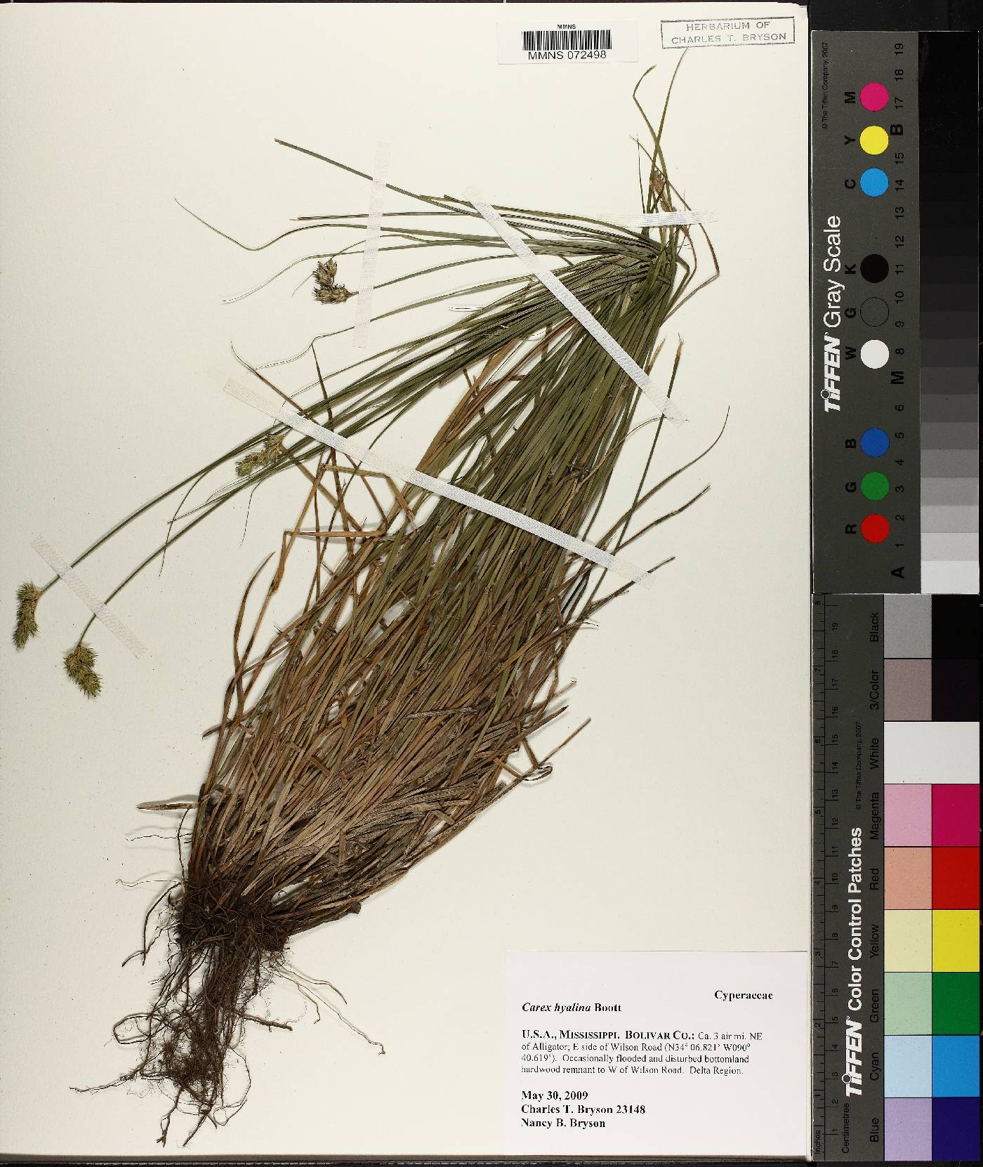 Carex hyalina image