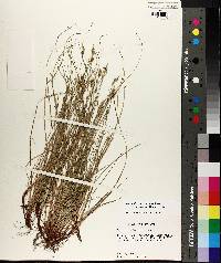 Carex albicans var. australis image