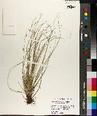 Carex albicans var. australis image