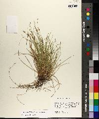 Carex albicans var. albicans image