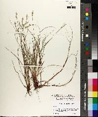 Carex albicans var. australis image